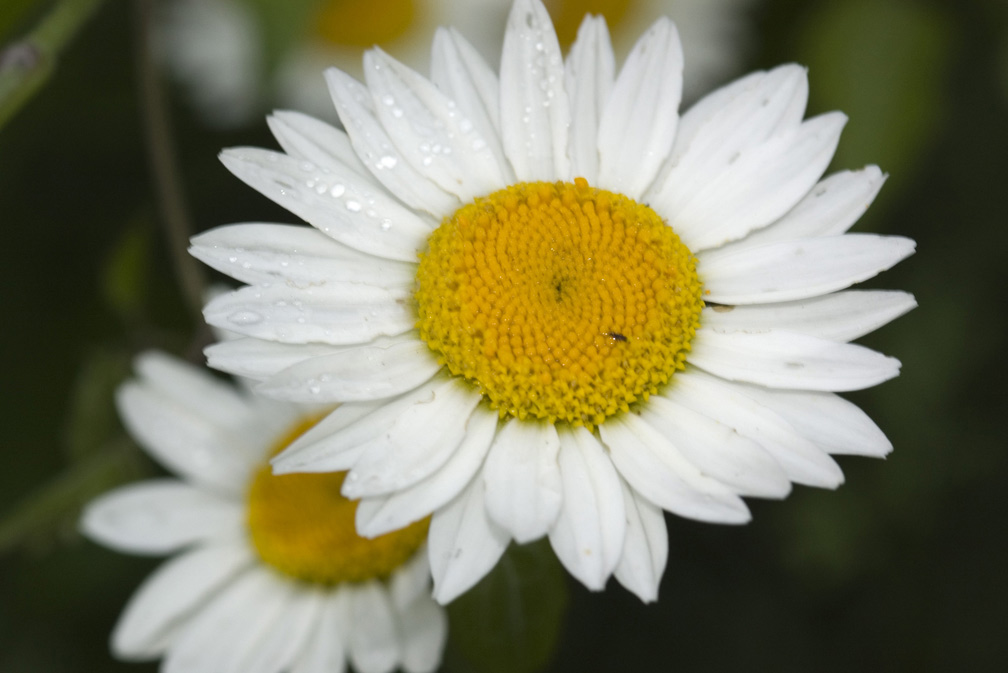 Cota triumfettii (=Anthemis triumfetti) / Camomilla di Trionfetti